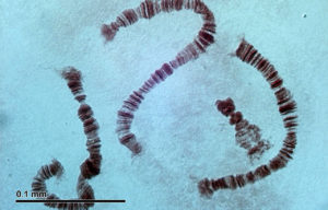 Cromosomi tratto da https://simple.wikipedia.org/wiki/Chromosome